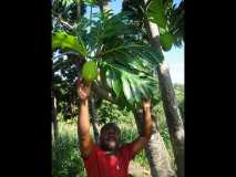 Gonaïves: suivi des arbres plantes